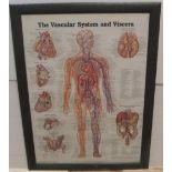Framed Anatomical poster, 66 x 49 cm