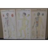 3 large, vintage Dutch, acupunture diagram posters, All measure 83 x 39 cm