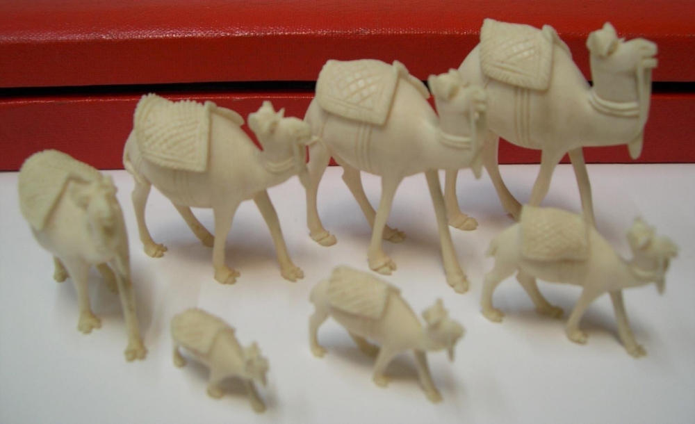 stunning boxed antique set of 7 graduating sized carved ivory camels in original red box, circa - Image 5 of 6