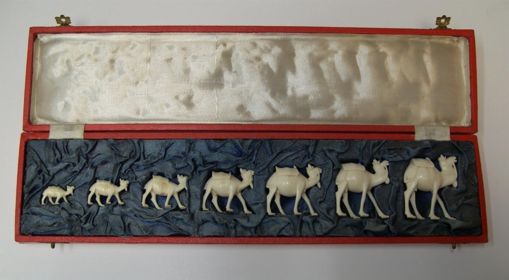 stunning boxed antique set of 7 graduating sized carved ivory camels in original red box, circa