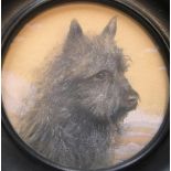Quality Edwardian, circular watercolour miniature of a Scottish terrier in winter landscape,