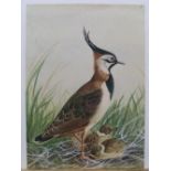 Unsigned, mid 19thC watercolour "Exotic bird with chicks", unframed, 30 x 25 cm