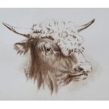 Antique watercolour wash "Head of bull", indistinctly initialled, 19 x 17 cm