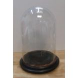 Victorian glass dome with ebonised wooden plinth 36cm high x 25cm wide