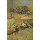 CUTHBERT E SWAN (Irish, 1870-1931); a pair of oils on card, leopard in a tree and leopard beside a