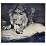 WARWICK REYNOLDS; etching on paper 'Lion Feeding', 24 x 26cm, framed and glazed.Additional