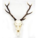 A pair of four point antlers on partial skull section, height 94cm.