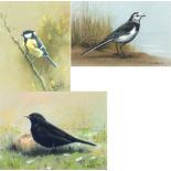 JOHN NAYLOR; three pastels on paper depicting birds, signed lower right, all 12.5 x 20cm, framed and