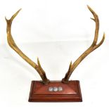 A pair of four point antlers mounted on a rectangular wooden plaque, width 60cm.Additional