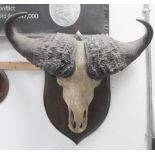 A late 19th century Cape Buffalo skull mounted on large wood shield back,