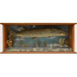 TAXIDERMY; a cased model of a pike, fitted in pine glazed case, length 107cm.