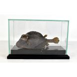 TAXIDERMY; a puffer fish in glazed outer case on ebonised plinth, length 27.5cm.