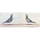 J BROWNE; two oils on board, an opposing pair of racing pigeon portraits with breed, owner and