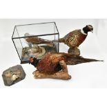 TAXIDERMY; two models of pheasants, one being a wall mounted example, Albino mole and a cased