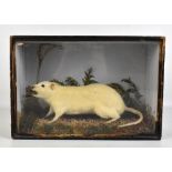 TAXIDERMY; an albino rat in three quarter painted and glazed case, width 30.5cm.