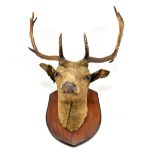 TAXIDERMY; a wall mounted stag's head, 60 x 84cm.