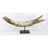 A large woolly mammoth tusk section, length 83cm, now mounted on a wooden stand.Additional