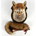 TAXIDERMY; a fox head and tail mounted on carved shield shaped plaque and a horn.