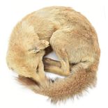 TAXIDERMY; a fox in curled position.Additional InformationTears and lifting to tips of both ears,