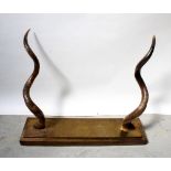 A pair of large Kudu horns independently mounted on a floor standing wooden stepped base,