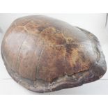 A large sea turtle carapace, Loggerhead Turtle 19th Century.