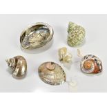 A small collection of shells to include an inkwell carved from an abalone shell, length 11cm,