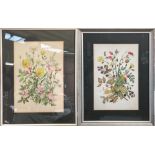 PATIENCE ARNOLD; two still life watercolours on paper, both signed, framed, height 48cm, width 37.