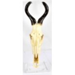 A South African red hartebeest skull with twin horns, mounted on clear square section acrylic