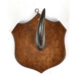 TAXIDERMY; a mounted horn, probably cow, mounted on oak shield plaque, height of plaque 29cm.