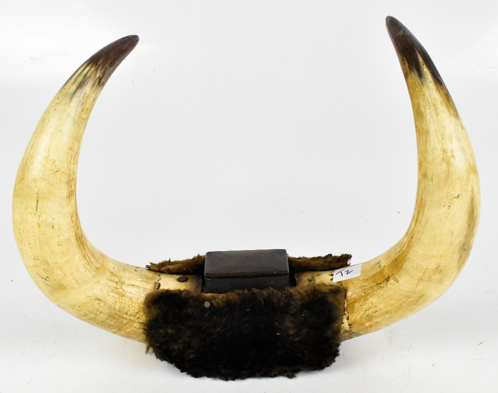 TAXIDERMY; a pair of wall mounted buffalo horns with applied Victorian snuff box, length 38cm.