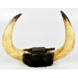 TAXIDERMY; a pair of wall mounted buffalo horns with applied Victorian snuff box, length 38cm.