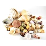 A quantity of various shells to include sea urchin, conch shell, razor shell, etc.