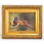 CHARLES WHYMPER (1853-1941); watercolour, study of a pheasant, signed with initials and with