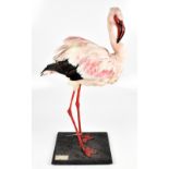 A taxidermy Andean Flamingo (Phoenicoparrus Andinus) mounted on rectangular base with label for
