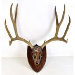 A pair of five point antlers with partial skull section, mounted on a shield shaped plaque, width