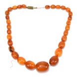 A vintage graduated butterscotch/egg yolk amber coloured bead necklace, length 42cm, largest bead 25