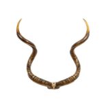 LARGE 33" RAM OR KUDU CURVED HORN TROPHY MOUNT