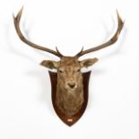 *TAXIDERMY STAG HEAD, BRAEMORE 1912, DUKE OF PORTL