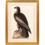 AUDUBON, "THE BIRD OF WASHINGTON" DOUBLE ELEPHANT