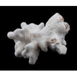 WHITE CORAL CATS PAW FORMATION