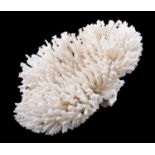 LARGE WHITE BIRDS NEST CORAL FORMATION