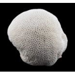 DECORATIVE WHITE BRAIN CORAL FORMATION