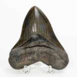 FOSSILIZED MEGALODON SHARK TOOTH