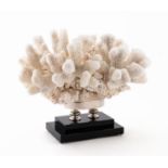 GIULIANO TINCANI LARGE WHITE CORAL FORM SCULPTURE