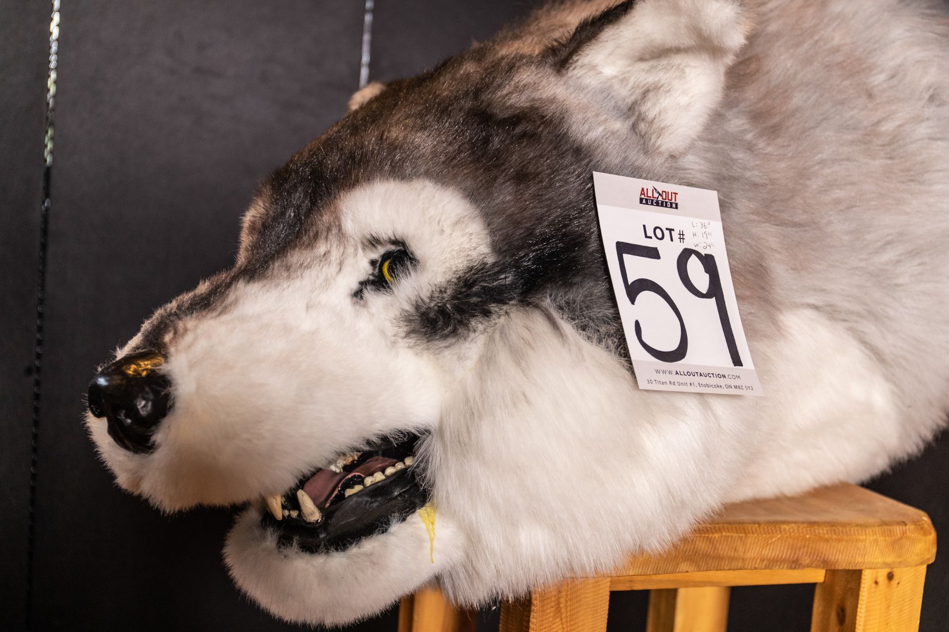 WOLF HEAD L-36" H-19" W-24" - Image 2 of 4