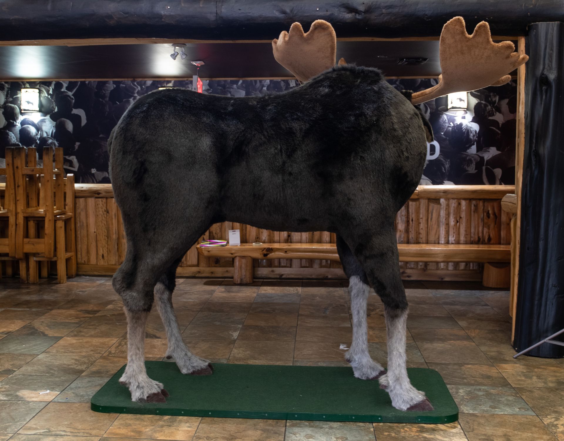 MOOSE (STUFFED- LARGE ITEM) - L 100" W 72" H 88" - Image 4 of 5