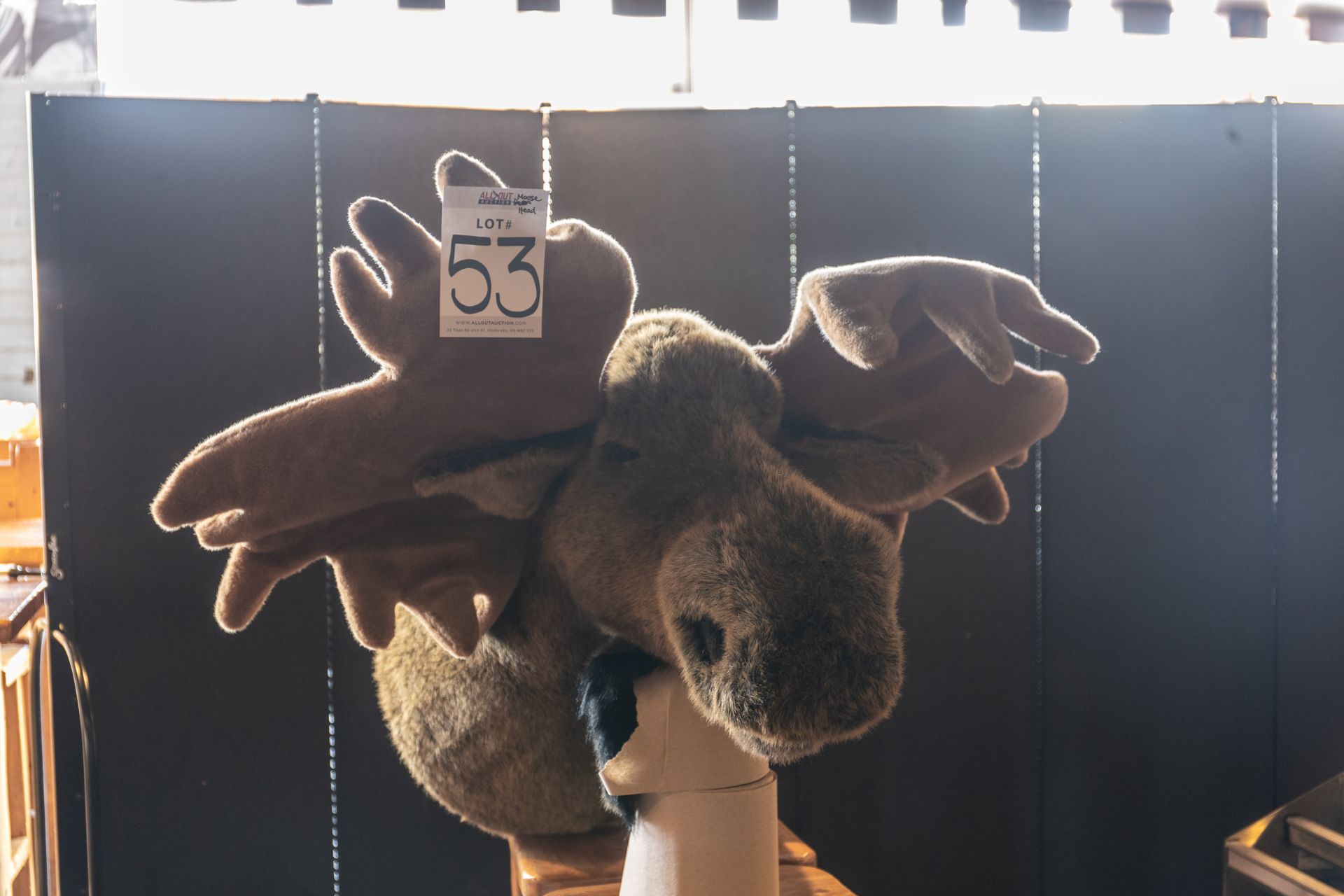 MOOSE HEAD L-49" W-54"