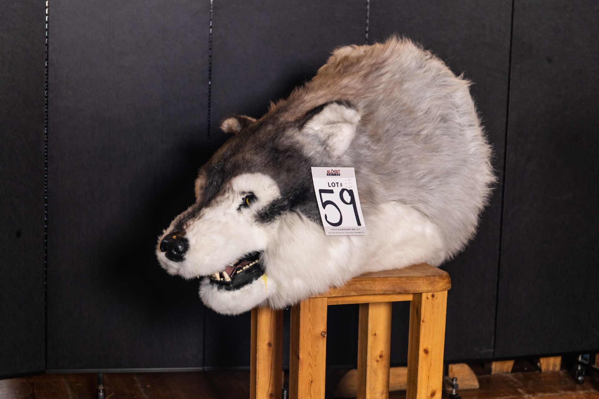 WOLF HEAD L-36" H-19" W-24"