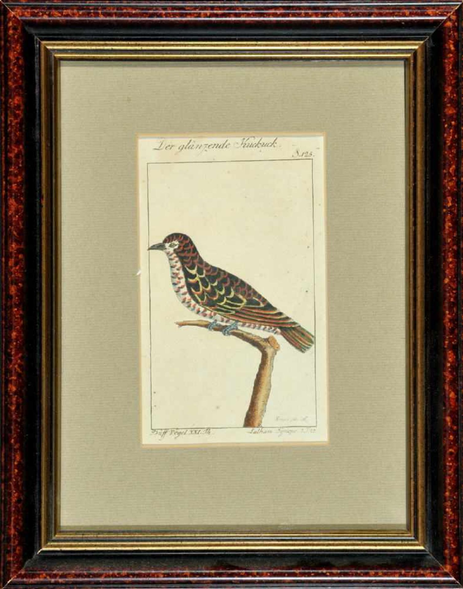 Kupferstich, um 1800handcolor., 15 x 8,5 cm, betit. " Der glänzende Kuckuck ", von Krüger jun.,