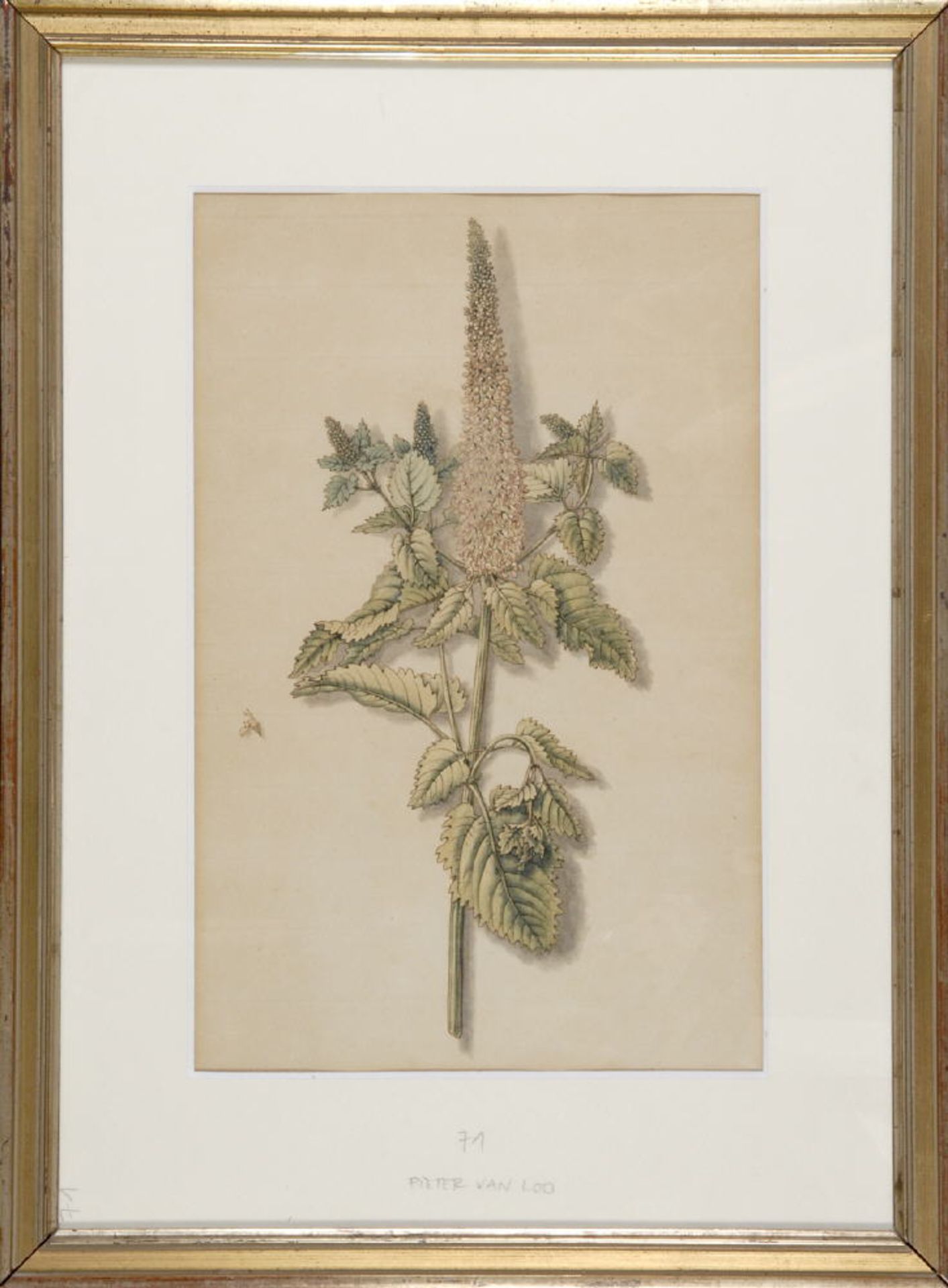 Blumenmaler des 18./19. Jh.Aquarell, auf Bütten, 32 x 16 cm, " Pflanzendarstellung ", auf dem P bez.